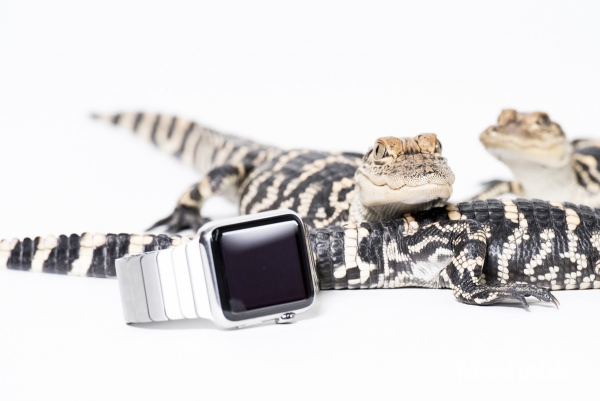 城里人真會玩，用鱷魚、穿山甲來評測Apple Watch 